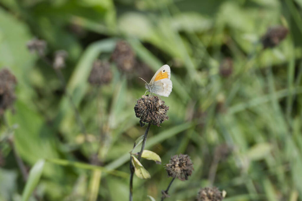 Small Heath butterfly (Coenonympha pamphilus) sitting on a flower in Zurich, Switzerland - Photo, Image