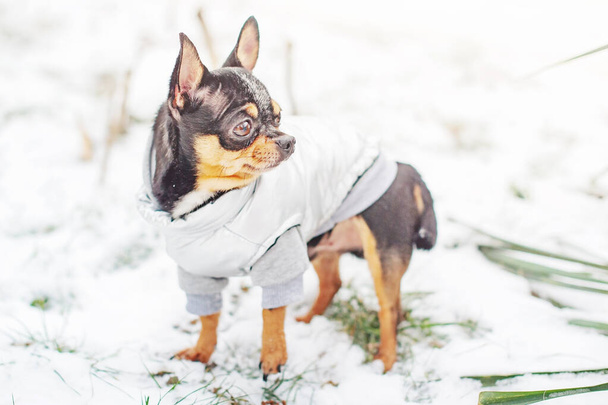 A small thoroughbred dog in winter. A tricolor chihuahua dog in a gray vest is standing in the snow. - Foto, Bild
