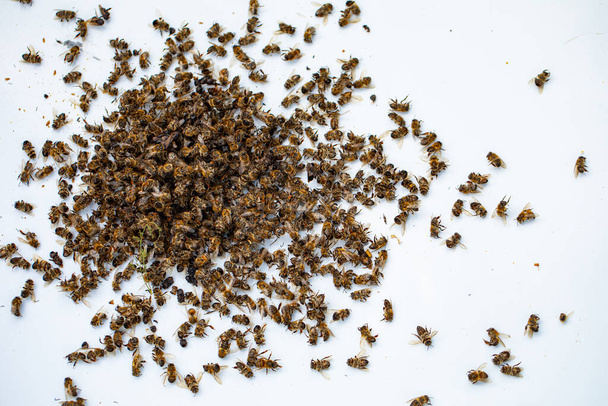 Dead bees on a white background. Dead insects from the hive. A shriveled swarm as a result of the influence of the Varroa mite, a family disorder, or a lack of feed. - 写真・画像