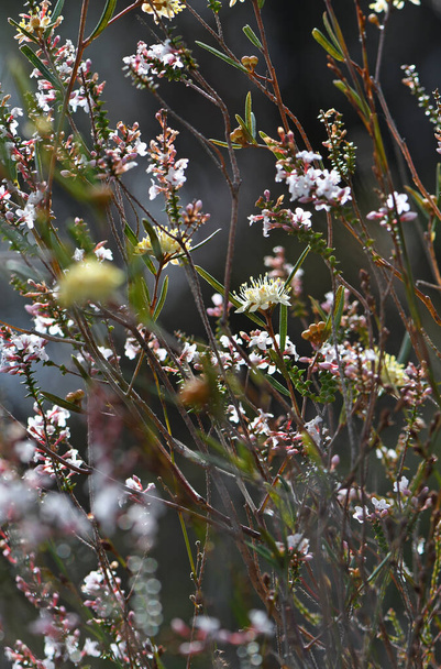 Sunlit biodiverse Australian native heath in flower in late winter to spring in Sydney region, NSW. Includes Phebalium and Epacris species. - Photo, Image