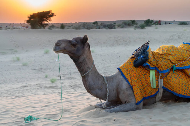 A Camel, Camelus dromedarius, dressed in traditional Rajasthani dress, at sand dunes of Thar desert, Rajasthan, India. Camel riding is a favourite activity amongst tourists. Sun set background. - Photo, image
