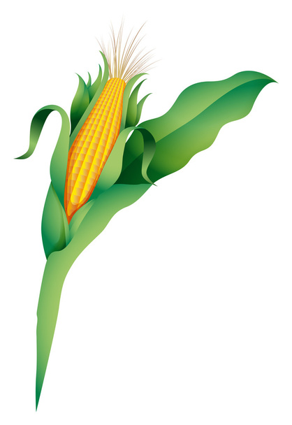 Kukuřice - Vektor, obrázek