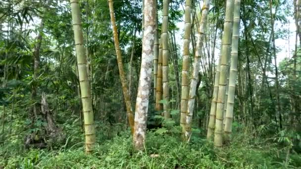 The plant family Dendrocalamus asper also known as giant bamboo, or dragon bamboo (in China), is a giant tropical, growing wild on forest edges, dense-clumping species native to Southeast Asia - Záběry, video