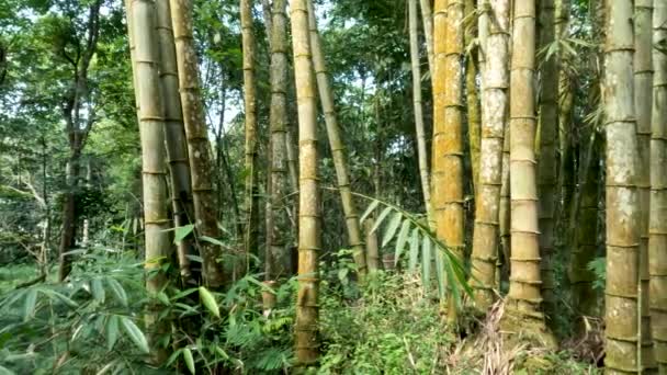 The plant family Dendrocalamus asper also known as giant bamboo, or dragon bamboo (in China), is a giant tropical, growing wild on forest edges, dense-clumping species native to Southeast Asia - Záběry, video