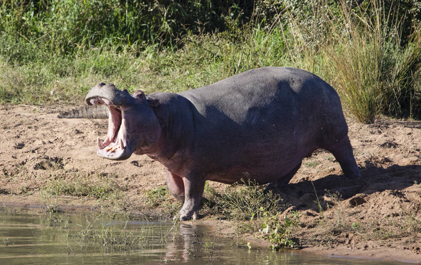 Αφρικανικός ιπποπόταμος με το στόμα του ανοιχτό στις όχθες μιας λίμνης στην αφρικανική σαβάνα, όπου η αφρικανική άγρια ζωή ζει και είναι ένα επικίνδυνο ζώο ακόμη και για σαφάρι. - Φωτογραφία, εικόνα