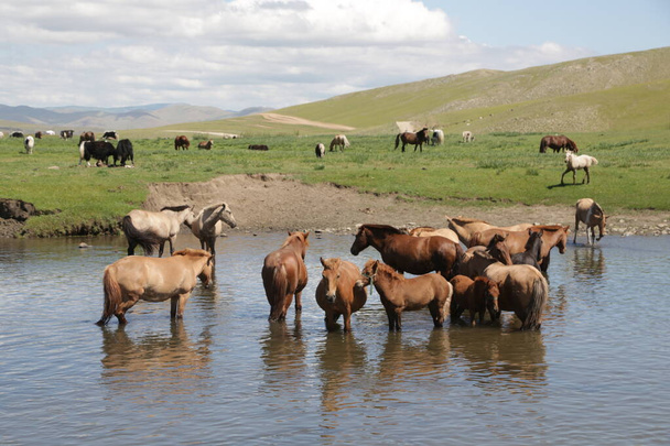 in the land of mongolia the nature and environment - Valokuva, kuva
