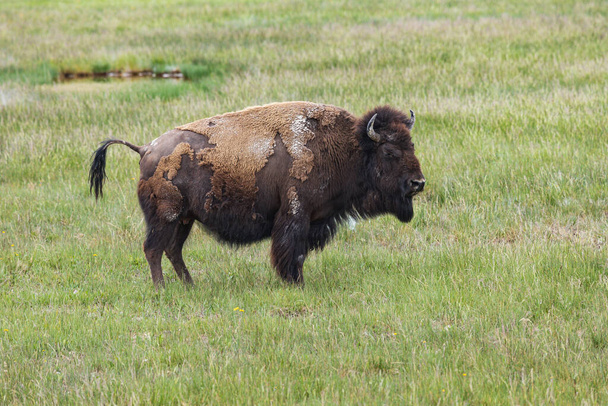 American bison shedding its winter fur at Yellowstone National Park, Wyoming, USA - Foto, Bild