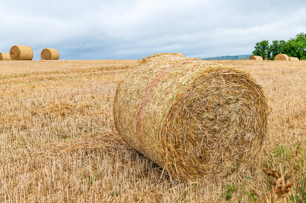 Freshly made hay rolls or bales in field during harvest season in cloudy day - Foto, Imagen