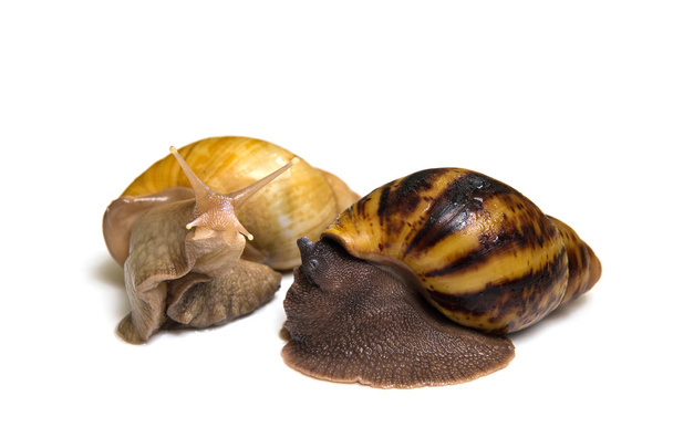Giant african snail couple isolated - Photo, Image