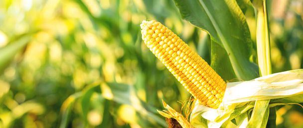 A selective focus picture of corn cob in organic corn field - Photo, Image