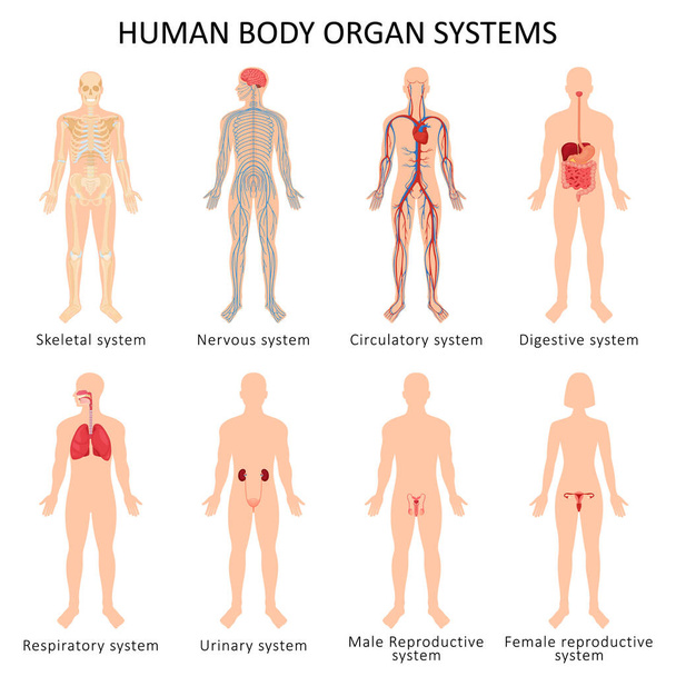 Set of eight systems of organs of the human body: circulatory, nervous, skeletal, digestive, male reproductive, female reproductive, respiratory and urinary systems. Anatomical vector illustration. - Vetor, Imagem