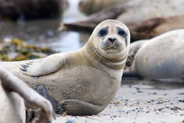 Grey seal on Helgoland Island, Germany Bight, Germany - Foto, imagen