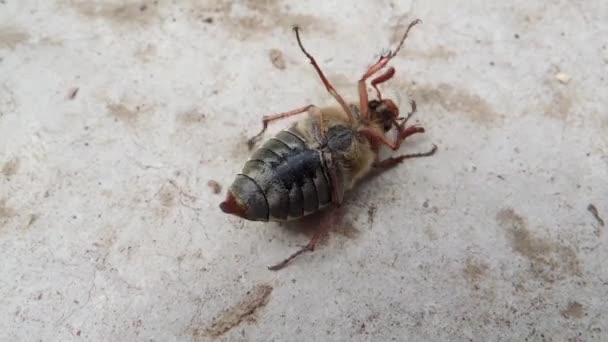Helpless may bug lies on concrete surface and waves its paws in an attempt to roll over  - Footage, Video