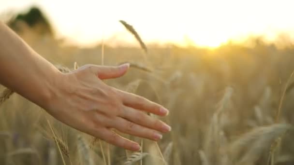 La mano femenina toca las espigas maduras de trigo al atardecer. Movimiento lento - Metraje, vídeo