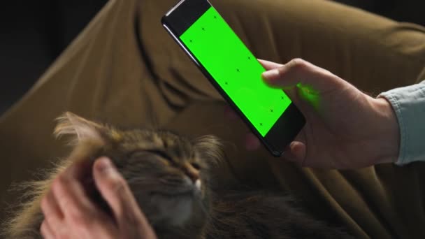 縦モードで緑色のモックアップ画面を持つスマートフォンを使用し、ふわふわの猫を撫でて男。男はインターネットを閲覧し、コンテンツ、ビデオ、ブログを見る. - 映像、動画