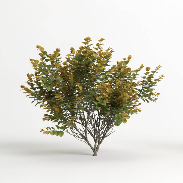 3D απεικόνιση του hamamelis x intermedia δέντρο απομονωμένο σε λευκό φόντο - Φωτογραφία, εικόνα