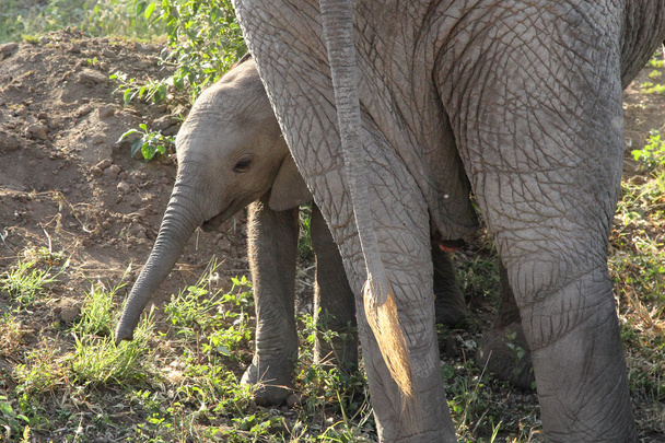 Baby african elephant near the mother - Φωτογραφία, εικόνα
