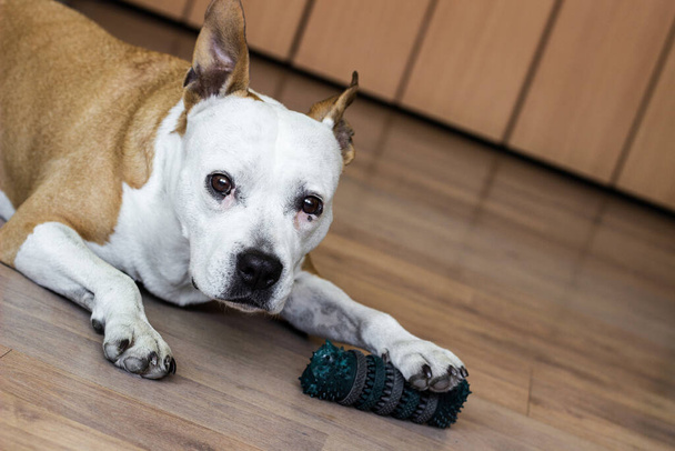 Παιχνιδιάρικο και χαριτωμένο σκυλί μασάει ένα παιχνίδι στο σπίτι - Φωτογραφία, εικόνα