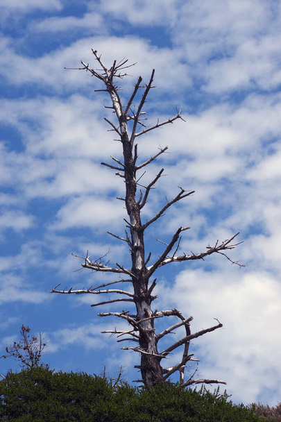 A tall bare tree against a vivid blue sky with clouds - Foto, Bild