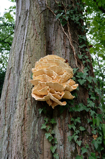 Laetiporus sulphureus sulphur shelf or chicken of the woods growing from a tree crevice in a park - Photo, Image