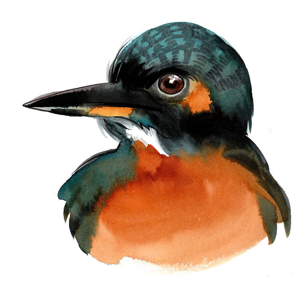 Kingfisher bird. Ink and watercolor drawing - Foto, Imagem