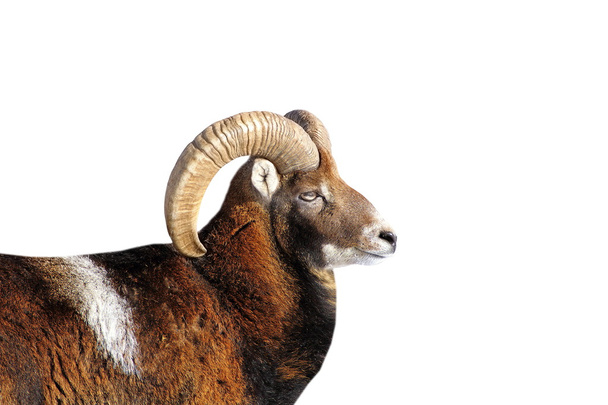 big mouflon ram portrait over white - Photo, Image