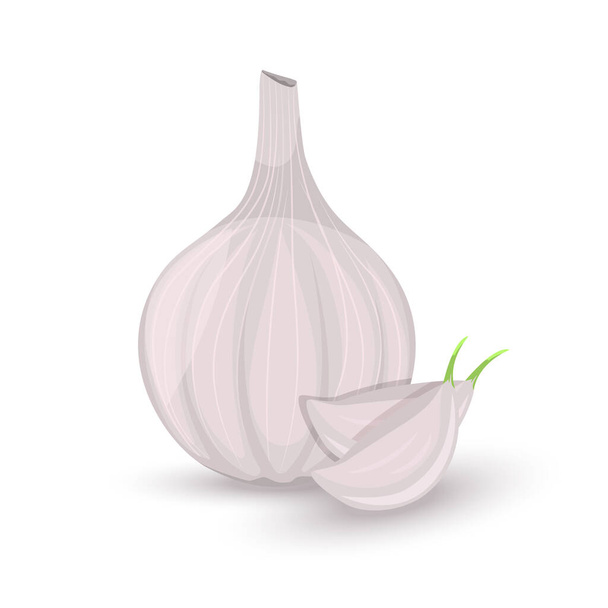 Garlic and garlic clove isolated on white background. Illustration of aromatic condiment seasoning. Bulb, used as flavoring in cooking and in herbal medicine. Realistic vector in flat style design - Vektör, Görsel