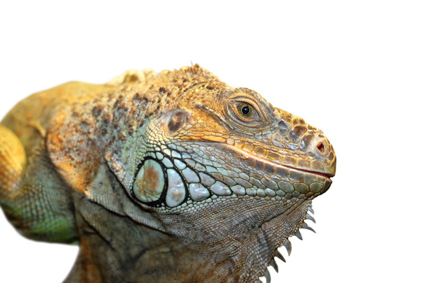 green iguana portrait - Photo, Image