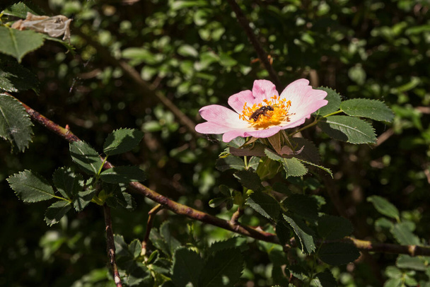 rosa canina (dog rose) with bee sucking nectar of flower - spontaneous officinal plant, medicinal herb used to prepare healthy teas and therapeutic infusions - Fotografie, Obrázek