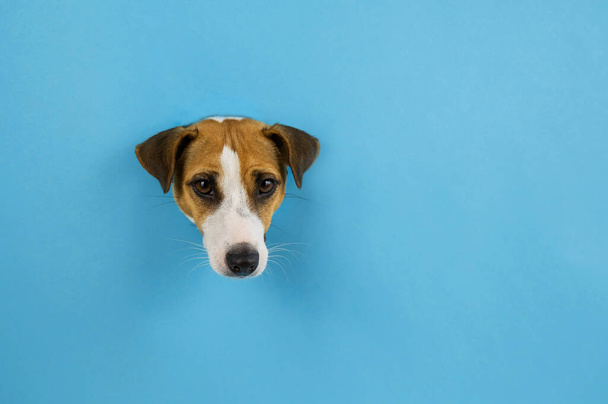 Funny dog muzzle from a hole in a paper blue background. Copy spase - Photo, image