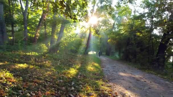 Movement in park on dirt path on summer morning. Sun shines through branches and green leaves. Forest on summer autumn morning. Man walking along path. Environmental protection, changing of climate - 映像、動画
