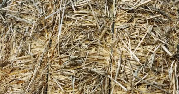 Abstract close up shot of yellow hay stack with textures and patterns - Video