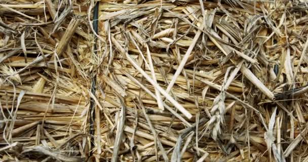 Abstract close up shot of yellow hay stack with textures and patterns - Filmagem, Vídeo