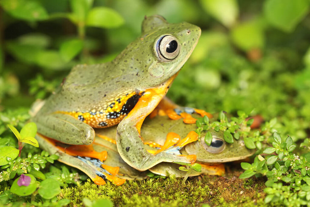 Dos ranas arbóreas verdes están cazando presas de flores silvestres. Este anfibio tiene el nombre científico Rhacophorus reinwardtii. - Foto, imagen