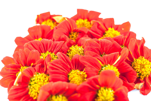 kırmızı çiçekler - Fotoğraf, Görsel