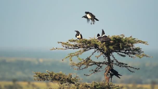 A Flock Of Pied Crows At The Top Of The Tree In El K Wildlife Located In Kenya. -wide shot - Materiał filmowy, wideo