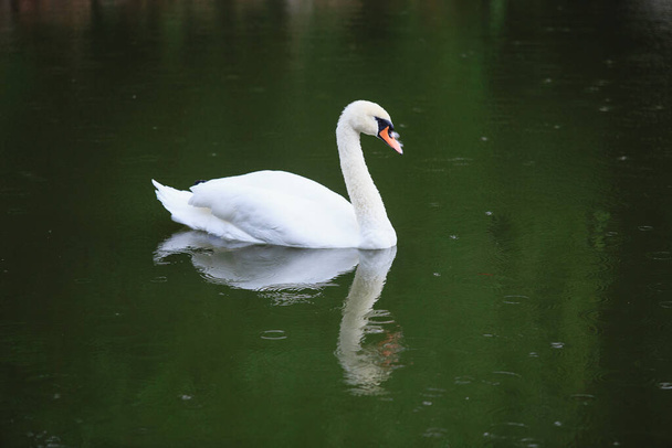 A white swan swims in a lake or pond when it rains, the water in the pond blooms. - Photo, image