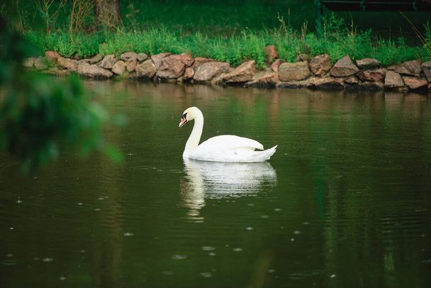 Білий лебідь плаває в озері або ставку, коли йде дощ, вода в ставку цвіте
. - Фото, зображення