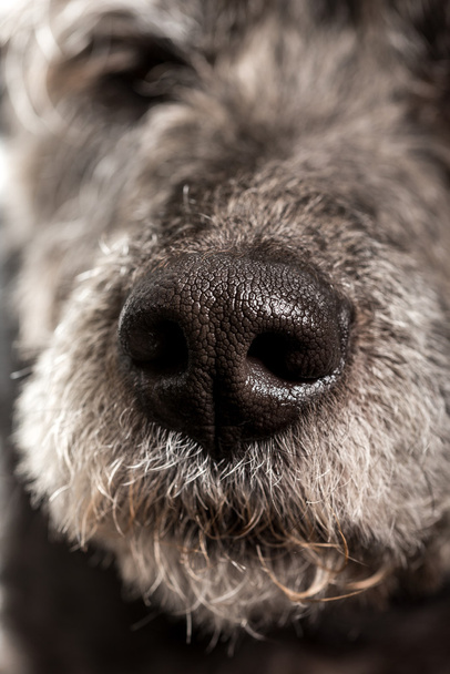 Primer plano de la nariz mojada de un perro
 - Foto, Imagen