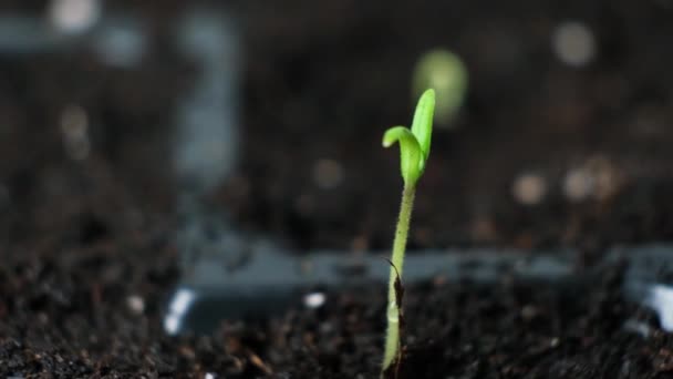 Growing tomatoes from seeds, step by step. Step 4 - the first sprout - Filmagem, Vídeo
