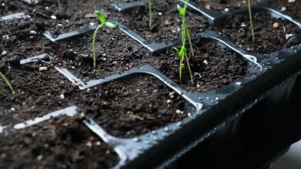 Growing tomatoes from seeds, step by step. Step 6 - many sprouts sprouted - Filmagem, Vídeo
