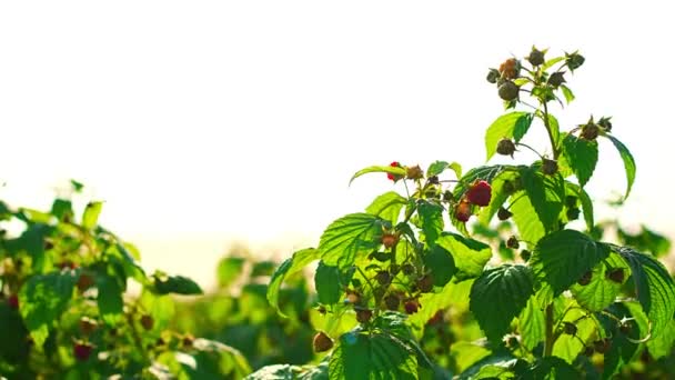 Branches of ripe red juicy raspberry in raspberry self-picking plantation in Czech republic. High quality 4k footage - Séquence, vidéo