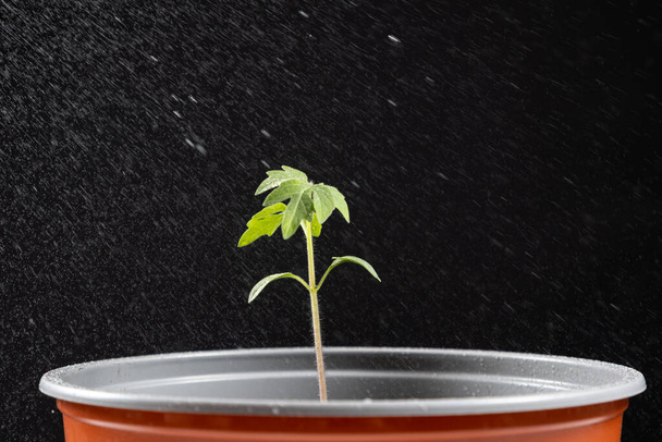 Growing tomatoes from seeds, step by step. Step 10 - watering the seedling in a pot - Foto, Imagen