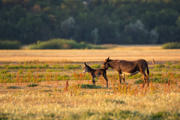 Mother donkey licking her young on pasture at sunset. Brown domestic animal taking care of offspring on plains of national park in Hungary. Summer scenery with mammals illuminated by warm light. - 写真・画像