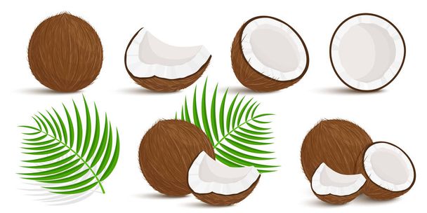 Joukko eksoottisia kokonaisia, puoliksi leikattuja kookoshedelmiä ja palmunlehtiä, jotka on eristetty valkoisella pohjalla. Kesähedelmät terveelliseen elämäntapaan. Orgaaniset hedelmät. Sarjakuvatyyliin. Vektoriesimerkki - Vektori, kuva