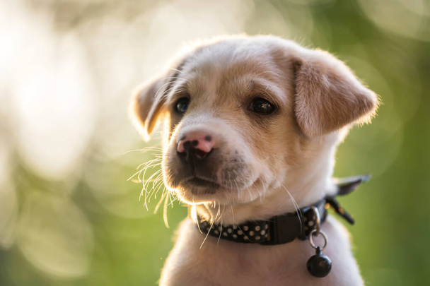 Closeup portrait of labrador retriever puppy in garden with sunset foliage light bokeh at spring with copy space for text. Adorable pet relax and get fresh air in garden. - Fotó, kép