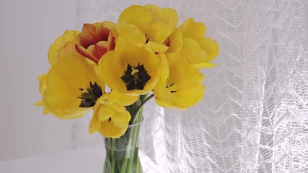 Een paar gele tulpen in de glazen vaas. Sluitingsdatum - Video