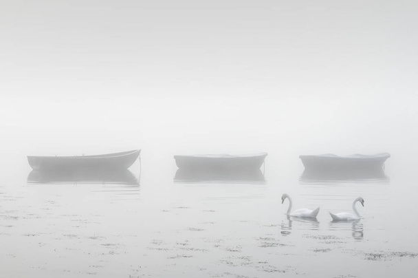 Лебеди в озере и ранний утренний туман с лодками на заднем плане в Великобритании - Фото, изображение