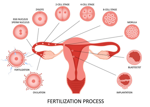 Θηλυκό αναπαραγωγικό σύστημα ωορρηξία και γονιμοποίηση στάδια της διαδικασίας σε λευκό φόντο, επίπεδη διανυσματική απεικόνιση - Διάνυσμα, εικόνα