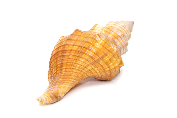 Изображение Trapezium Horse Conch / Striped Fox Conch seashell (Pleuroploca trapezium) на белом фоне. Подводные животные. Морские ракушки. - Фото, изображение